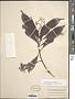 Psychotria marginata Sw.