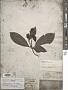 Psychotria sp.