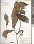 Psychotria sp.
