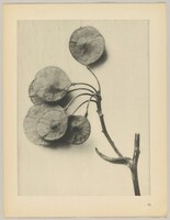 Ptelea trifoliata