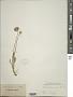 Pteracanthus canus Coult. ex DC.