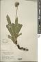 Pteracanthus hookeri C.B. Clarke