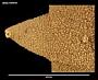 Pteraster gibber