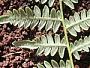 Pteridium aquilinum subsp. decompositum (Gaudich.) Lamoureux & J.A. Thomson
