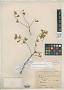 Pterocarpus aphyllus Micheli