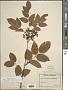 Pterocarpus indicus Willd.