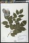 Pterocarpus indicus Willd.