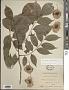 Pterocarpus indicus Willd.
