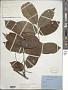 Pterocarpus officinalis Jacq.