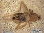 Pteromogoplistes smithii
