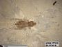 Pteromogoplistes sp