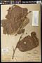Pterospermum diversifolium Blume