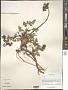 Pterospermum sp.