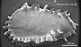 Pterygocythereis cornuta (Roemer)
