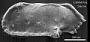 Pterygocythereis sp