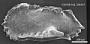 Pterygocythereis sp