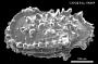 Pterygocythereis sp