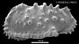 Pterygocythereis sp