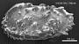 Pterygocythereis sp