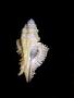 Pterynotus miyokoae