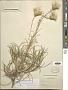 Ptilostemon chamaepeuce (L.) Less.