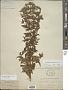 Pycnanthemum floridanum Epling & E. Grant