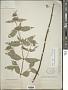 Pycnanthemum viridifolium E. Grant & Epling