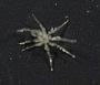 Pycnogonida