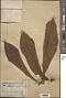 Pyrenaria acuminata Planch. ex Choisy