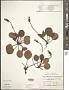Pyrola americana