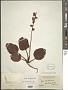 Pyrola bracteata Hook.