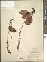 Pyrola bracteata Hook.