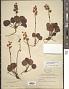 Pyrola grandiflora Radius