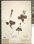 Pyrola grandiflora Radius