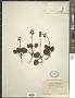 Pyrola grandiflora Radius