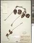 Pyrola minor L.