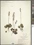 Pyrola minor L.