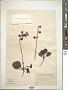 Pyrola uliginosa Torr. & A. Gray