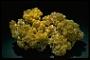Pyromorphite