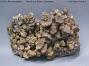 Pyromorphite