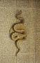 Python reticulatus