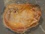 Pyuridae