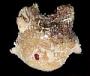 Pyuridae