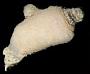Pyuridae