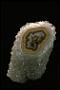 Quartz (var. chalcedony)
