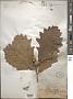 Quercus bicolor Willd.