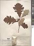 Quercus bicolor Willd.