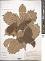 Quercus candicans Née