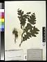 Quercus cerris L.