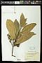 Quercus fissa Champ. ex Benth.
